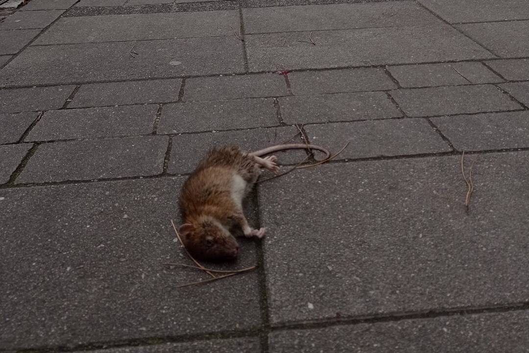 Foto: Muž našiel na ulici v Piešťanoch mŕtveho potkana. Sú v meste premnožené? Zistili sme reakciu mesta