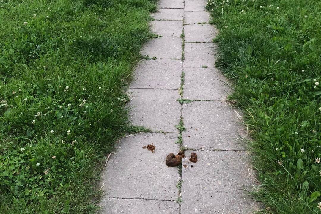 Foto: Hlohovčania sa sťažujú na nezodpovedných psičkárov. Psí exkrement v strede chodníka rozčúlil ľudí