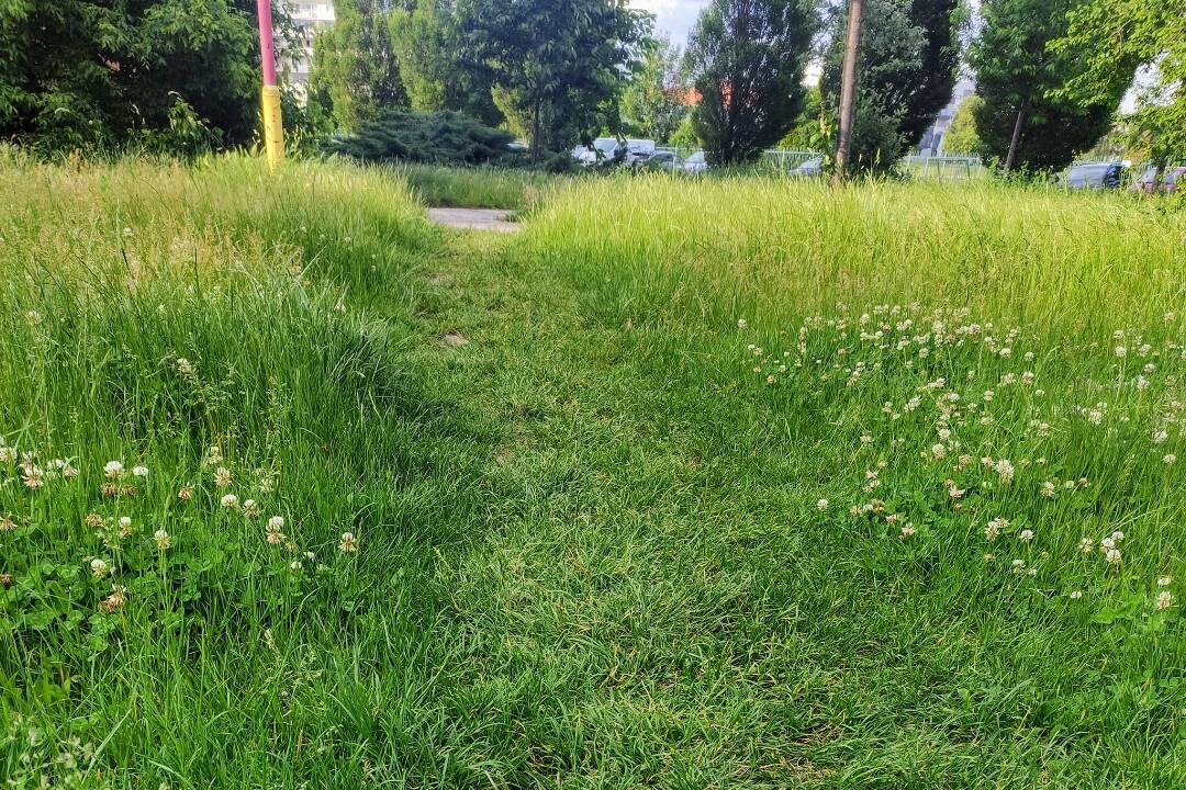 Foto: S vysokou trávou na Prengu si obyvatelia veľmi hlavu nelámu. Vyšliapali si v nej chodníčky, viacerí z nej majú radosť