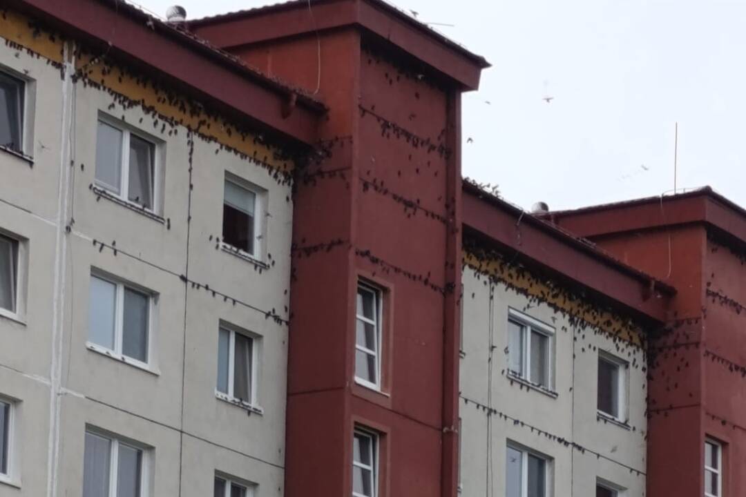 FOTO: Dážď im nedovolil odletieť ani z Trnavy. Lastovičky hynú, úkryt hľadajú na parapetoch či balkónoch