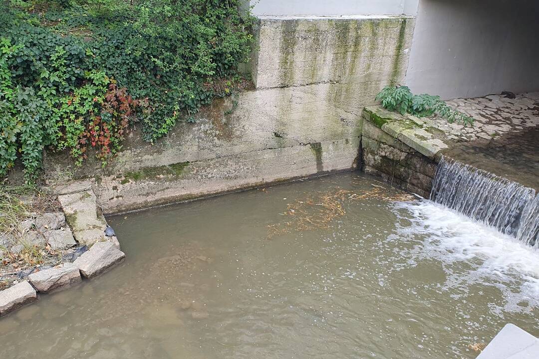 FOTO: Trnavčan si všimol pri rieke netradičné zviera, vidíte ho aj vy? Ľudia diskutujú, ako sa tam dostalo