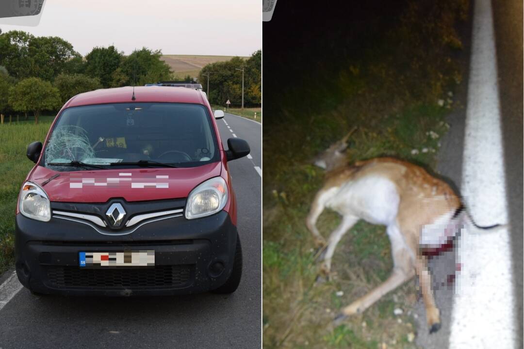 Foto: Polícia Trnavského kraja upozorňuje na divú zver na cestách.  Zatrúbte a brzdite, neblikajte, odporúča