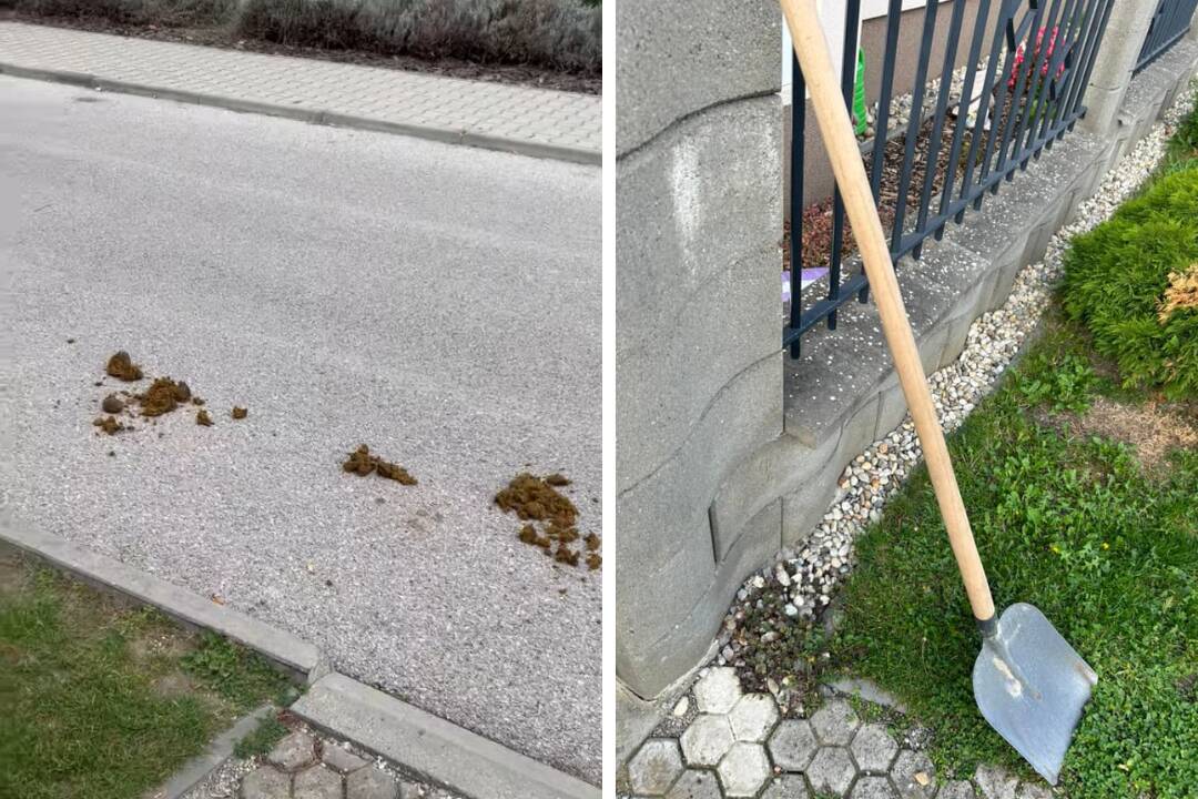 Foto: VIDEO: Šamorínčanku nahnevali konské výkaly na ceste. Pred bránu dala lopatu, čo na to ľudia?