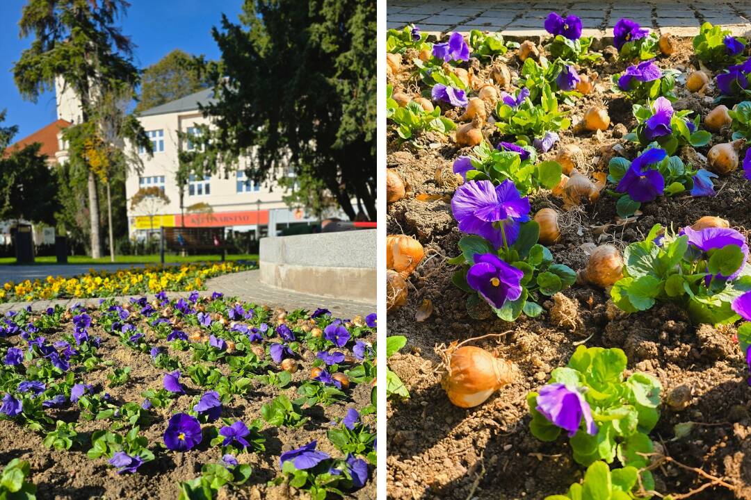 FOTO: Trnavu spestria stromy, tulipány aj ozdobné cesnaky, ktoré mesto vysádza do záhonov