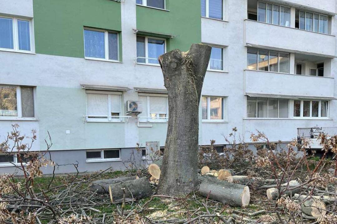 FOTO: Z Trnavy zmizli suché a poškodené stromy, opadané lístie a odpadky