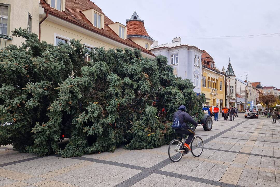 FOTO: Už aj Piešťany majú nový vianočný stromček. Kedy ho slávnostne rozsvietia?