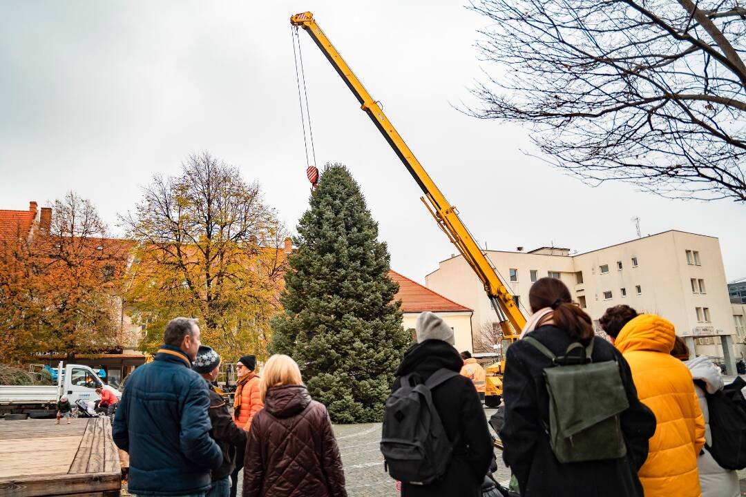 FOTO: V Trnave na námestí už stojí nový vianočný stromček. Pozrite si, ako vyzerá