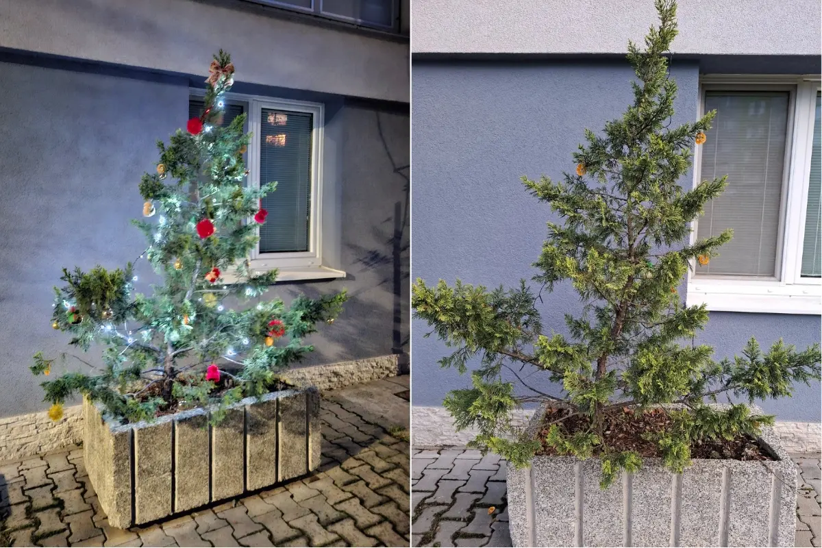 Foto: Hlohovčanka vyzdobila stromček pred bytovkou, dlho sa z neho netešila. Vianočnú výzdobu niekto ukradol