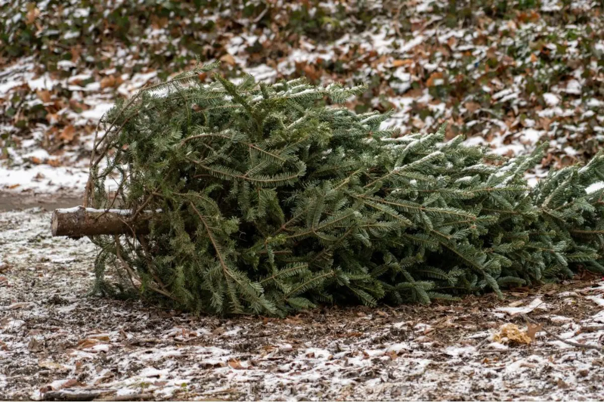 Foto: V sobotu budú v Trnave zbierať živé stromčeky. Kde ich treba odložiť?