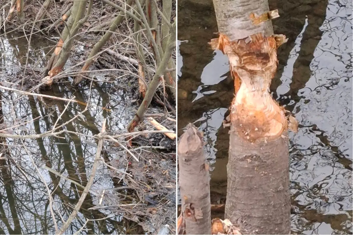 FOTO: V Horných Orešanoch už úradovali bobry, na Majdane museli zasahovať lesníci. Treba potok chrániť, myslia si domáci