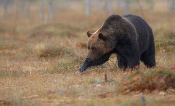 V rekreačnej obci pri Skalici sa pohybuje medveď
