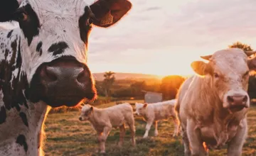 V okrese Dunajská Streda pre nákazu slintačky a krívačky prebieha súpis zvierat. Zavedené sú aj prísne opatrenia