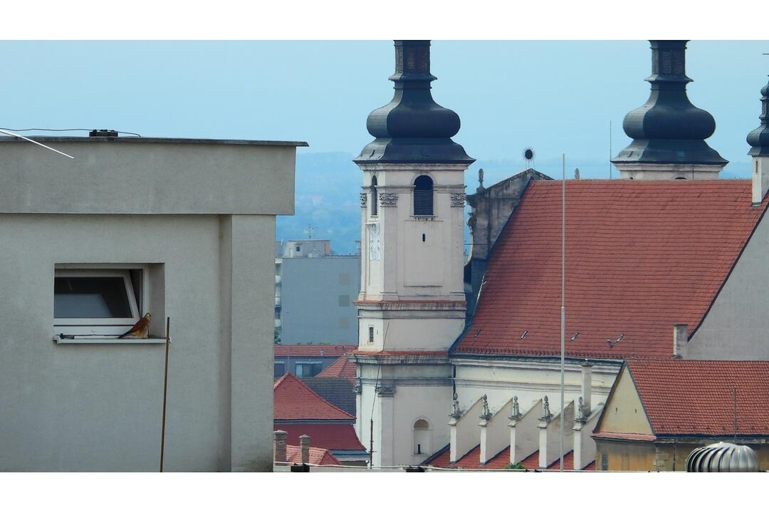 FOTO: Sokol myšiar zachytený v Trnave, foto 3