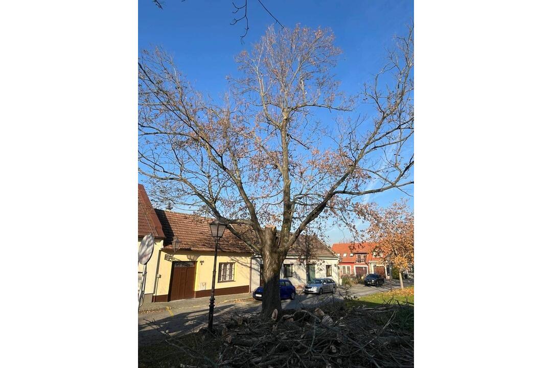 FOTO: Z Trnavy zmizli suché a poškodené stromy, opadané lístie a odpadky , foto 7