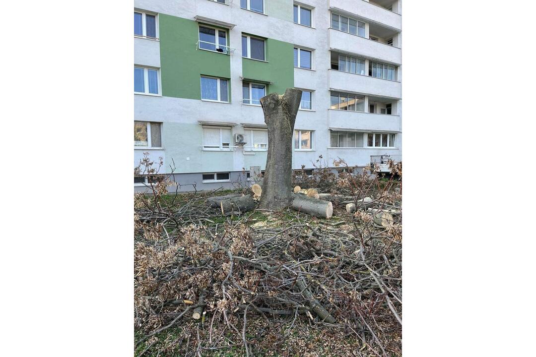 FOTO: Z Trnavy zmizli suché a poškodené stromy, opadané lístie a odpadky , foto 10