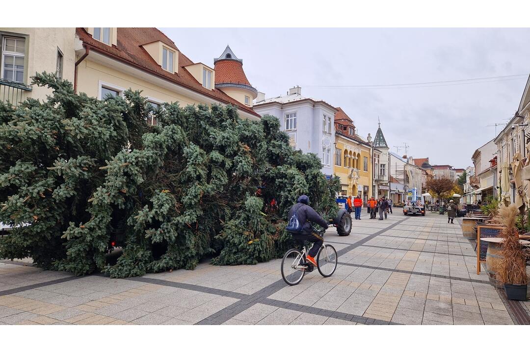 FOTO: Už aj Piešťany majú nový vianočný stromček. Kedy ho rozsviestia?, foto 2