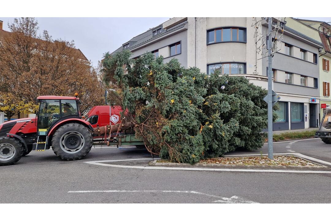 FOTO: Už aj Piešťany majú nový vianočný stromček. Kedy ho rozsviestia?, foto 3