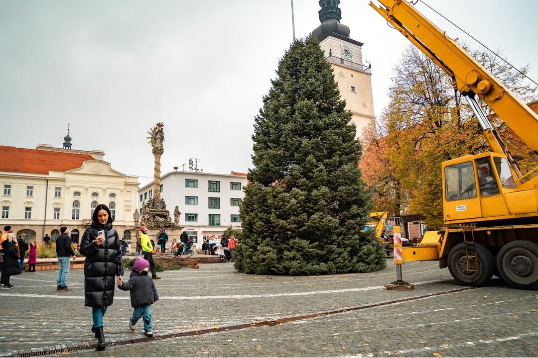 FOTO: Nový vianočný stromček už priviezli do Trnavy. Pozrite si, ako vyzerá, foto 2