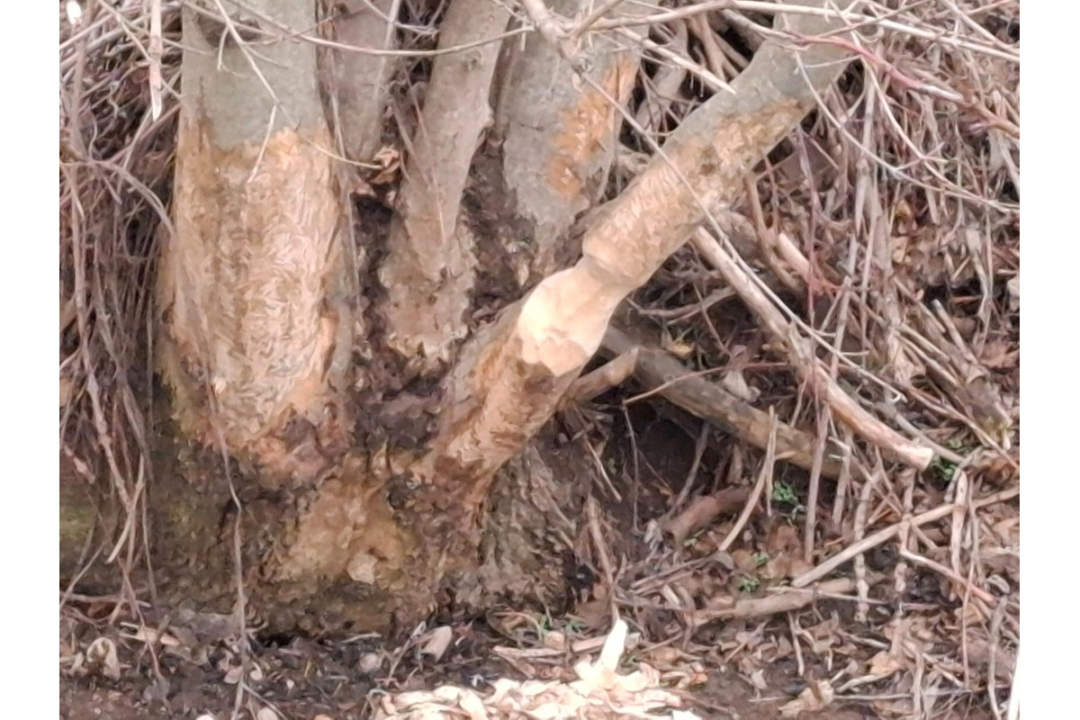 FOTO: Bobor v Horných Orešanoch, foto 2